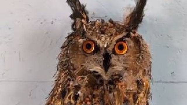 眼见真不一定为实啊 #垃圾 #变废为宝 #艺术 #垃圾艺术