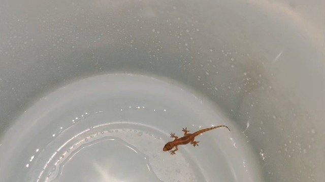 营救壁虎！（生命神圣且无价）