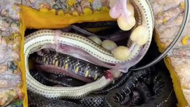 南瓜煮黄鳝鱼 #原始美味 #农村生活 #我的乡村生活 #农村美食记录生活 #东南亚美食