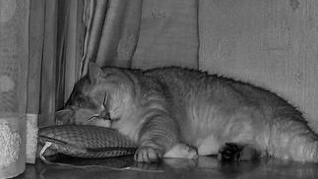 养了猫才知道，原来只是看着它睡觉就已经觉得很满足 #这就是被小猫选中的感觉吧 #小猫是我的解药呀 #