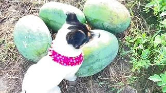 俺爸五点薅我起来
赶集卖瓜
摘不完也扛不动，太费闺女了
不如我发位置 你们来偷吧 #田间地头 #西瓜