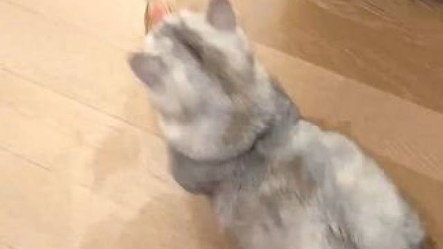 逗猫棒没必要买那么贵的，2块8一根的逗猫棒它不香吗？ #小猫治愈世界  #萌宠好物  #猫咪玩具  