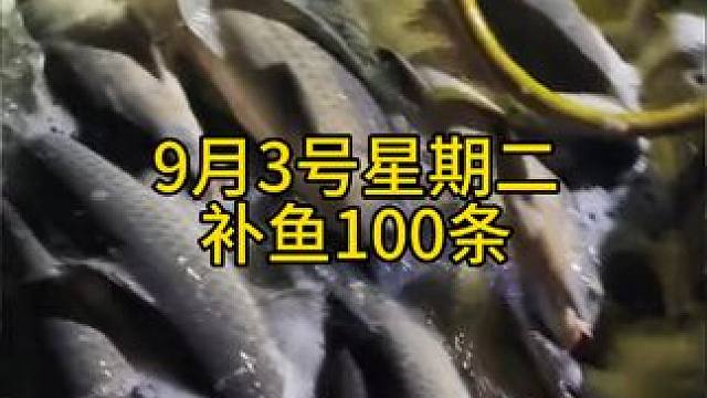 自己去钓的时候就狂拉，带朋友去的时候两个人都打龟。#钓鱼 #钓青鱼