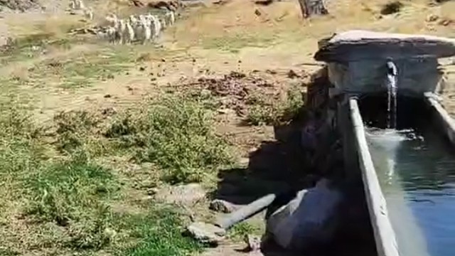 青一色的山羊哥