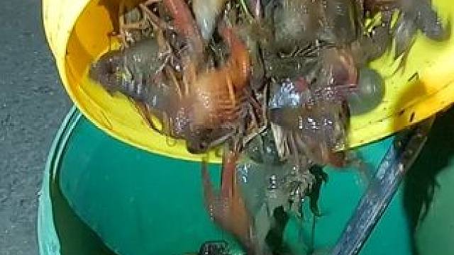 开启抓龙虾模式六，这里的资源是源源不断的。捡不完根本捡不完。#真实户外 #抓龙虾 #地笼 #农村户外