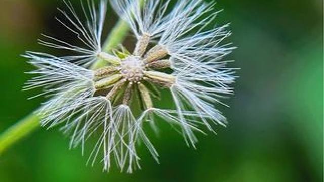 一招教你把路边不起眼的小花拍出高级感#手机摄影 #捕捉身边的美 #微距摄影 #微距镜头下的世界