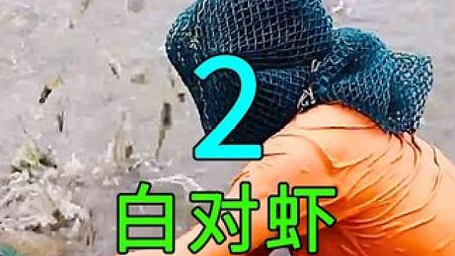 <第2/3集>南美白对虾的秘密，养殖过程大开眼界 #水产养殖 #三农 #纪录片解说