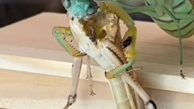 螳螂VS蚂蚱 #国外视频分享 #宠物 #昆虫世界
