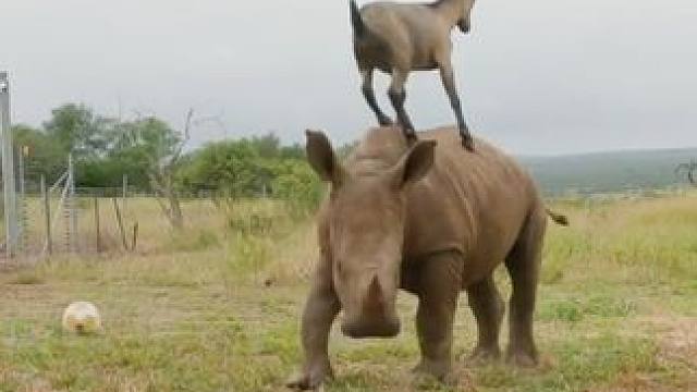 羊了个羊 #国外视频分享 #奇妙的动物 #犀牛