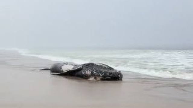 偶遇搁浅的鲸鱼 #国外视频分享 #野生动物零距离 #海洋生物