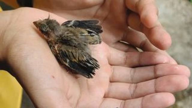 树上掉下来.... #麻雀  #羽毛球  #小鸟掉下来了