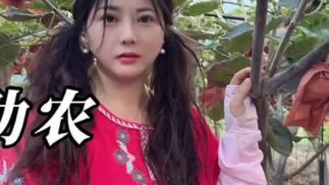 今天美丽来一个姐姐的猕猴桃地里，今年没有外地商贩来采购，姐姐腿脚又不方便，美丽希望通过自己的努力把她