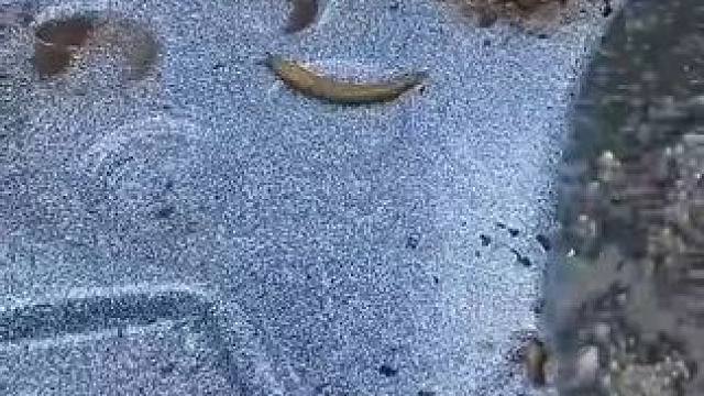 泳池清洁，泳池里很多小生命#dou上热门 #解压 #深度清洁 #舒服又解压