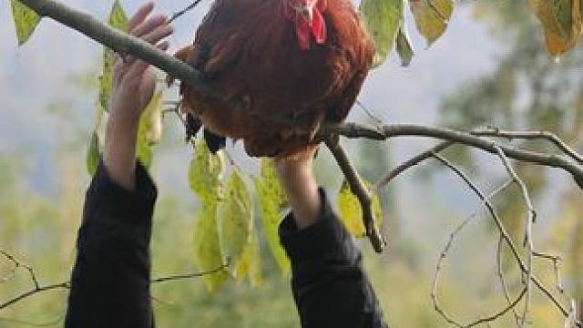 有没有要和我上山采鸡爪的？ #无骨鸡爪 #追剧小零食 #好吃到停不下来 #网红酸辣鸡爪