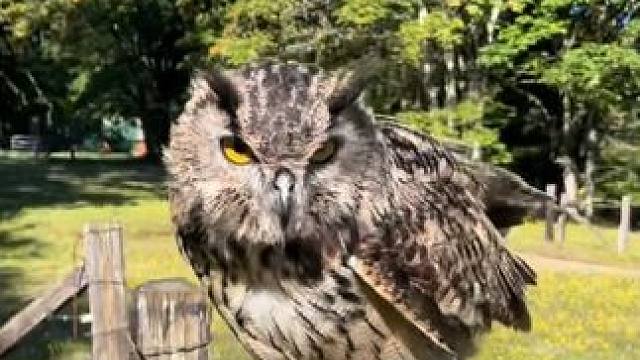 宠物雕鸮 #国外视频分享 #奇妙的动物 #雕鸮