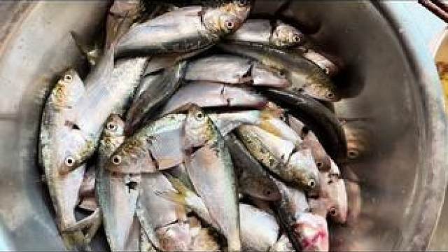 #最新鲜的鱼 #今天的收获 #这鱼哪个钓友看了不羡慕 #钓鱼的乐趣只有钓鱼人懂 #祝大家年年有鱼