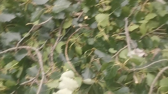 兄弟们，你看我爸上这么高的树我他妈心疼死了遭什么罪呀？