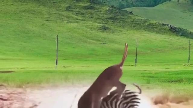 母狮单挑两百公斤大斑马