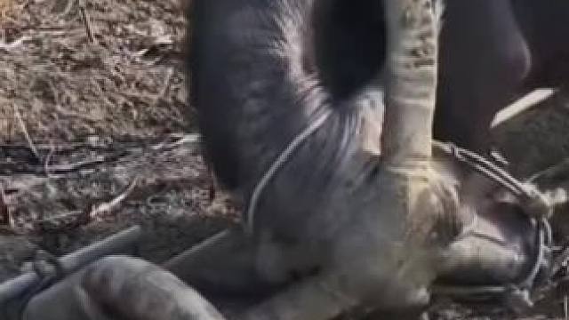 每天晚上九点都要打城的率批果然是牛马都不如呀！#率土之滨 #率土星推计划 #率批同盟故事会