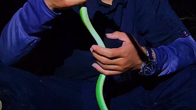 灰腹绿锦蛇（无毒）