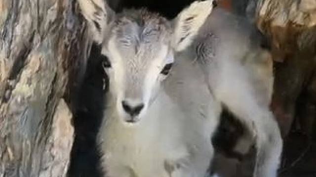 高原上的小岩羊，太可爱了#野生动物零距离 #人与动物和谐共处 #难得一见 #人与自