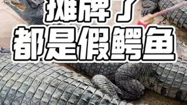 看到最后太可怕了，鳄鱼还是别动了。 #鳄珍 #鳄珍鳄鱼酒 #养生酒  #鳄鱼养殖场