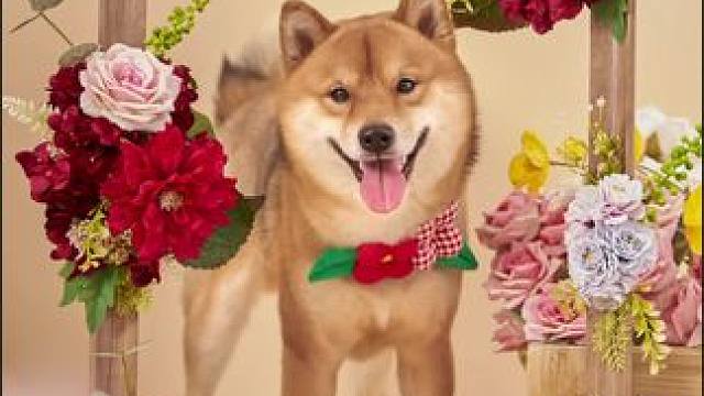 瓦达西哇，买我一束花好不好#萌宠出道计划 #被萌宠治愈的那些时刻 #柴犬 #鲜花 #郑州宠物摄影