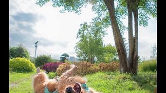 是自由的感觉！夏天的照片再不发！夏天就这样过去了#抓拍小狗的瞬间 #萌到爆炸了 #金毛 #柴犬 #萌