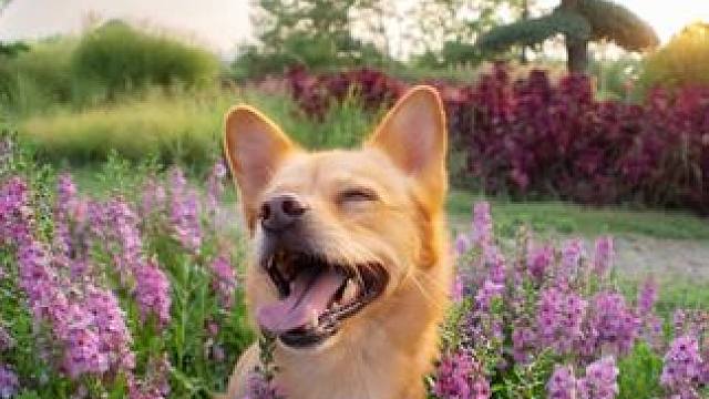 八月的最后一个夕阳要和小狗一起看
#生命力 #被小狗治愈的一万个瞬间 #田园犬 #狗狗拍照比我会摆姿