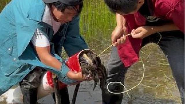 #户外捕鱼 #好多鱼