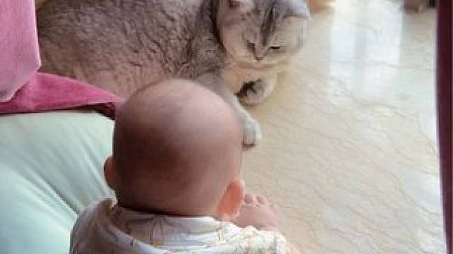 弟弟去飘窗找阿蛋玩 #猫和孩子 #每一个瞬间都值得被记录