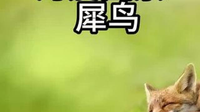 这鸟好像恐怖。#动物的迷惑行为