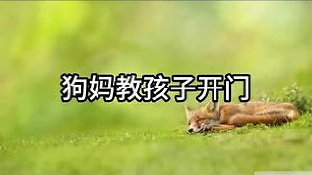 这狗狗的智商真低呀，。#动物的迷惑行为