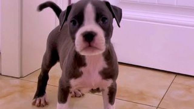 最后三只蓝白斯塔福幼犬 父母均是欧洲回国哦#斯塔福 #萌宠 #小奶狗 #萌到爆炸了