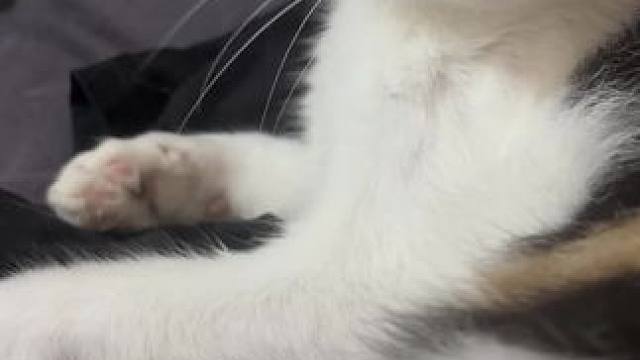 每天没事逗逗猫，幸福捏#傻猫