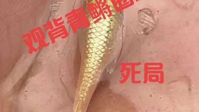 观背青鳉圈现状，死局，表面上支持国产，背地里却又看不上国产#观背青鳉 #观背青鳉小型冷水鱼 #养鱼日