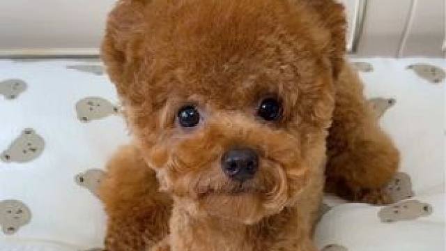 看小狗在家是怎么“耍驴”的！ #萌宠日常记录 #狗狗 #这我的小狗快看啊 #万物可爱计划 #宅家治愈