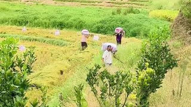 真的是我们不够努力吗，不干农业不知道农村人的苦，不当农民就不知道农民的不容易，作为一个土生土长的农村