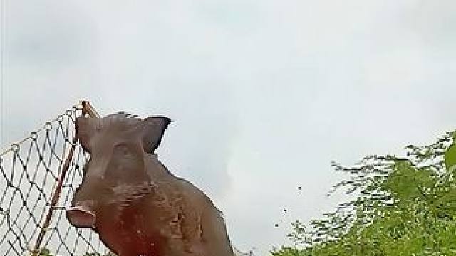 国外野猪进村找食 #荒野求生 #动物世界 #原始技术