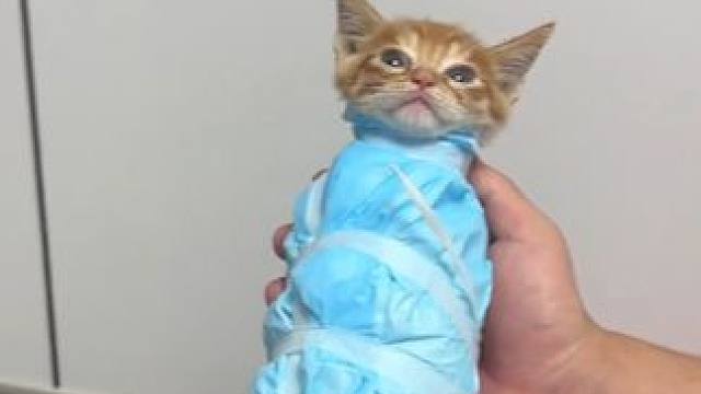 小猫你完了你会被我亲亲亲亲亲晕......嘿嘿...... #猫咪#可爱  #萌宠 #被迫营业的猫猫