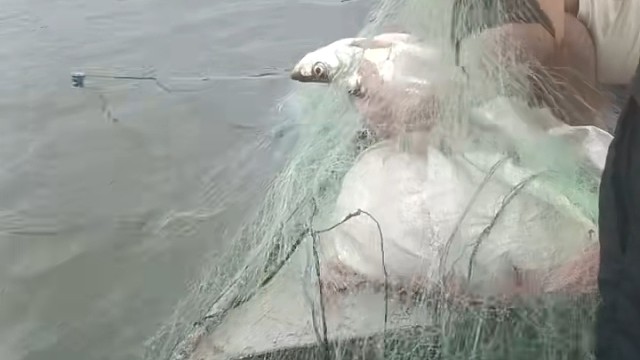 风浪起，鱼儿来