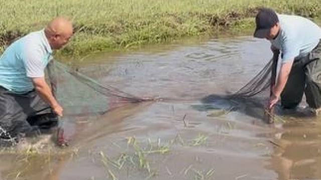 #户外捕鱼 #好多鱼