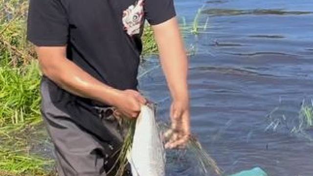 #户外捕鱼 #好大一条鱼