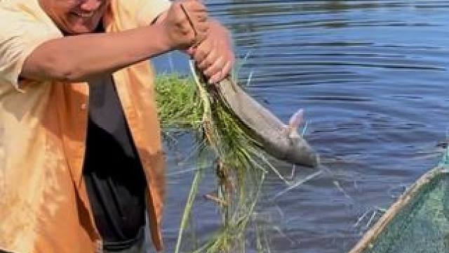 #户外捕鱼 #好大一条鱼