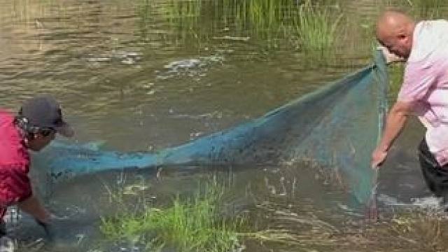 #野生鱼 #真实户外