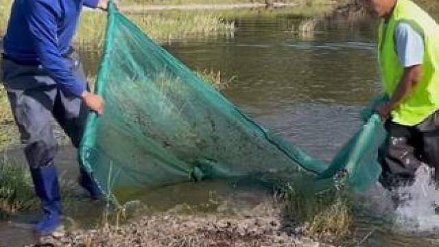 #户外捕鱼 #好多鱼