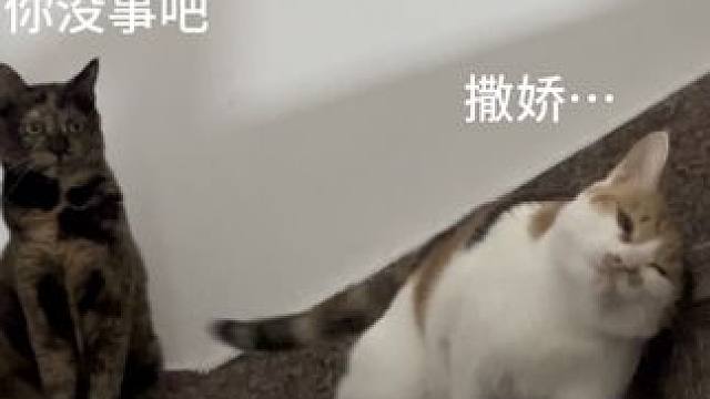 一开门就看见我家猫展示她独特的撒娇技术 #记录猫咪日常 #三花猫