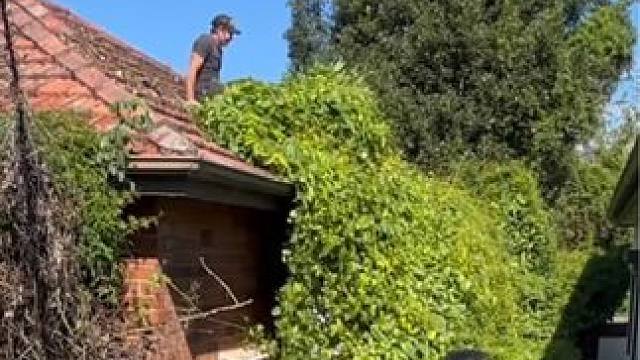 澳大利亚“昆士兰”除草一哥，没有除不了的草和荒废的庭院！ #澳洲除草工 #解压 #解压视频 #极度舒