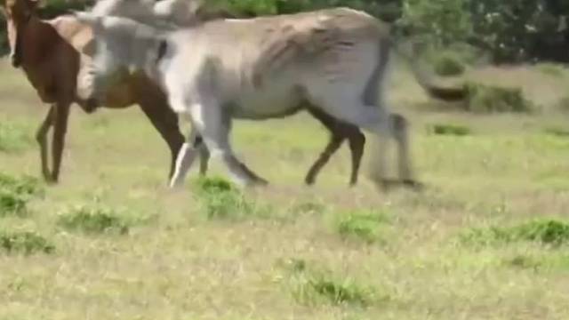 流氓斑马疯狂攻击小羚羊