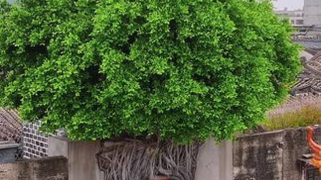 门上长大树，枝繁叶茂，这样的奇特景观，你见过吗？#旅行推荐官 #古树 #大自然的鬼斧神工